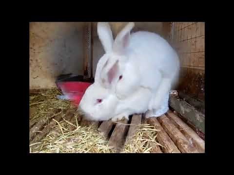 Kelinci Kawin Sampai Kejang2 - Rabbit Mating Compilations