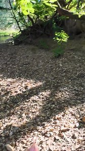 30K views · 456 reactions | Super small water cod fishing. Full video is in the comments.... | Robbie Alexander Photography and Fishing | Facebook