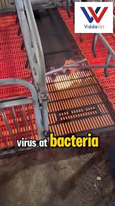 Kayang kaya patayin ang mga viruses tulad ng Parvo Virus, PRRSV, Hog Cholera, ASF at iba pa! Mag message at mag order na or click lang ang link sa comment section para makapag direct order! | Viddavet Ph