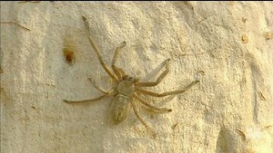 Gardening Australia: Spider’s role in ecosystem - ABC Education