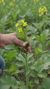 Mustard Cultivation #signumedu #farming #ytshorts #shorts