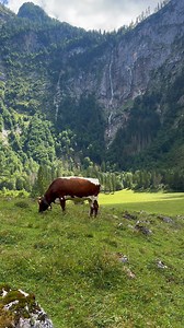 ⛰️🐄…. Alpenidylle pur … kurz vor den höchsten Wasserfall Deutschlands, dem Röthbachwasserfall 😉🌿💙🐄🔔✨ 🇬🇧 | ⛰️🐄.... Pure alpine idyll ... just before the highest waterfall in Germany, the Röthbach waterfall 😉🌿💙🐄🔔✨ /// #wasserfall #röthbachwasserfall #VisitBayern #Obersee #Königssee #Fischunkelalm #BerchtesgadenerAlpen #Berchtesgaden #Bayern #Deutschland #Berge #Alpen #WanderLust #BergSee #SeenLiebe #NaturPur #Entschleunigung #NachhaltigReisen #NaturLiebe #BergWelten #ReiseLust #Outdo