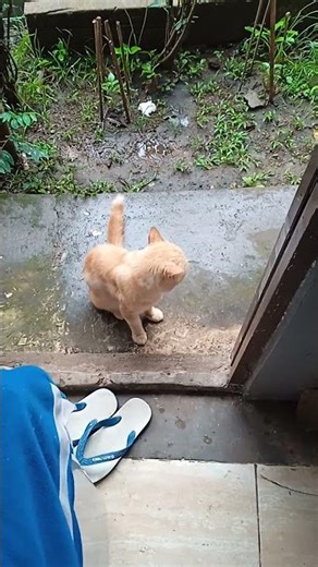 Jadi hapal gelagat kucing bila musim kawin sdh mendesak. 😹😸