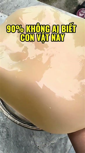 90% không ai biết con vật này #viral #scoby #kombucha #queenkombucha