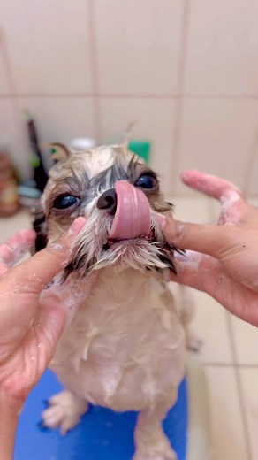 8.9K reactions · 150 shares | “Chopper's bath time is also our...