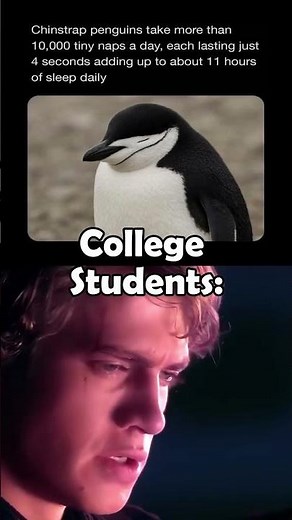 Micro-sleep penguins #shorts