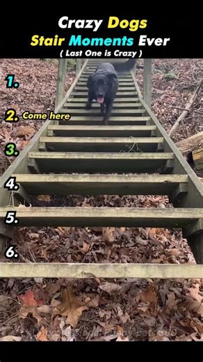 Dogs Vs Stairs 🤣 Funny Dog Stair Moments #ranking #funnydogs