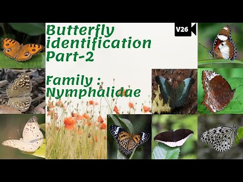 Butterfly identification Part 2 | Family Nymphalidae | Key identification features