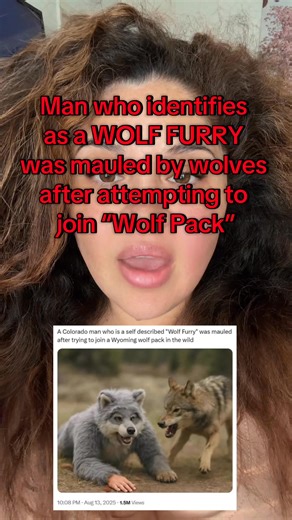 Colorado Man Mauled After Attempting to "Join" Wyoming Wolf PackJACKSON, WY - A self-described "wolf furry" from Fort Collins is recovering in a Wyoming hospital after attempting to integrate himself into an actual pack of wild wolves near Togwotee Pass. | Carmen Raygoza