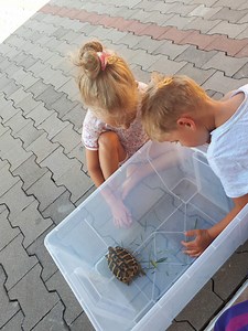 Chorvatsko 2019 – sysin – album na Rajčeti