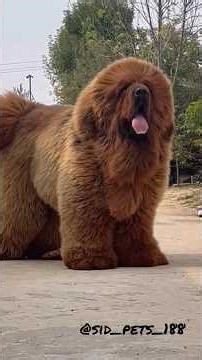 Tibetan mastiff dogs uses #shorts #pets #dogs #dogshorts #tibetanmastiff