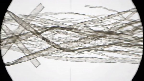 Microscopic View of Spirogyra Algae A Detailed Look at Filamentous Green Algae Structure and Arrangement Revealing the Beauty of Aquatic Microorganisms in a Scientific Exploration.