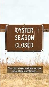 Toxic shellfish closure hits Hood Canal