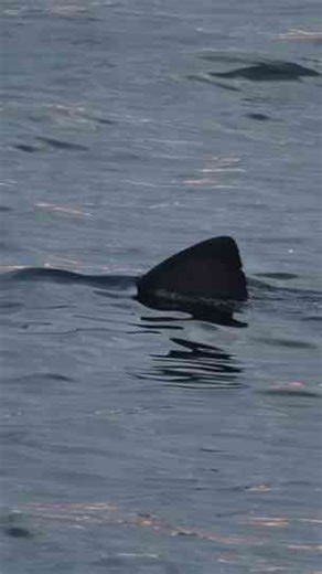 Great white shark in Cornwall