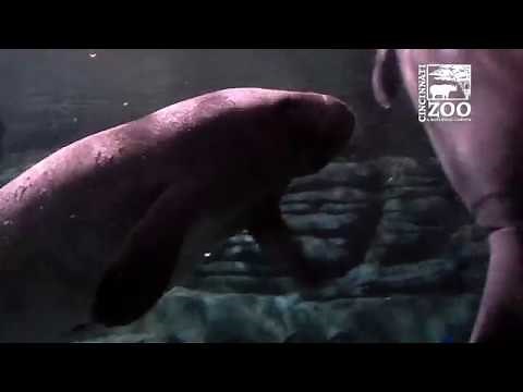 New Manatees in Public Area - Cincinnati Zoo
