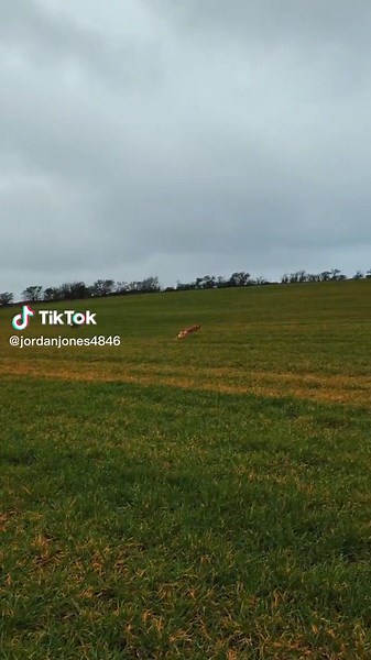 Greyhound and Saluki Hunting Dogs: Videos of Deer Stomping Dog