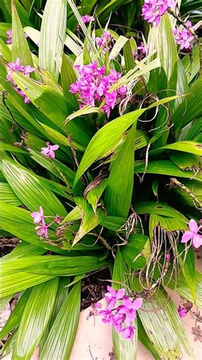 Beautiful Flowers Ground Orchid 🌼 Mounts Botanical Garden, Florida, USA 🗽 #groundorchid #flower