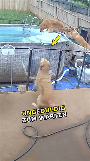 Hund wollte das Tor öffnen und tat DAS! 🤯😂\n#süßetiere #hunde #haustiere