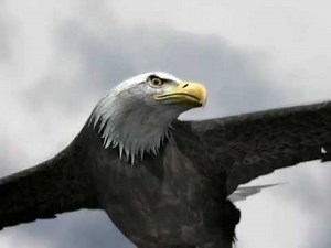 Eagle Chasing Squirrel Animation - Online Creature Animation School