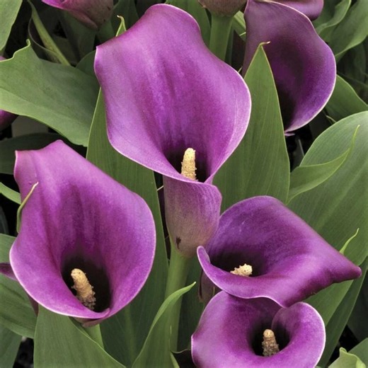 25 Purple Calla Lily Seeds | Exotic Perennial Flowering Plant | Elegant Garden Blooms | Ornamental Landscaping Flowers Q576 - Etsy