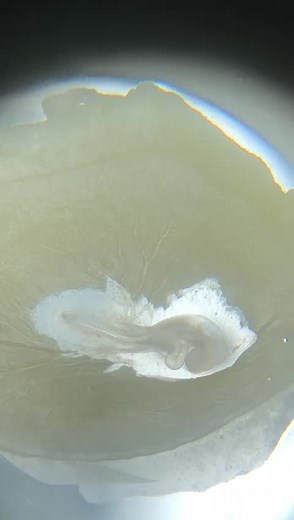 heartbeats of chick embryo under the microscope 💓😍..... #zoologystudent #amazingview #cocktail_12