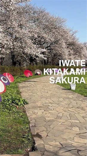 岩手・北上の桜が美しすぎる…大自然の絶景ドローン空撮 🌸Spring in Japan 🌸 Beautiful Sakura in Iwate, Kitakami #drone #ドローン