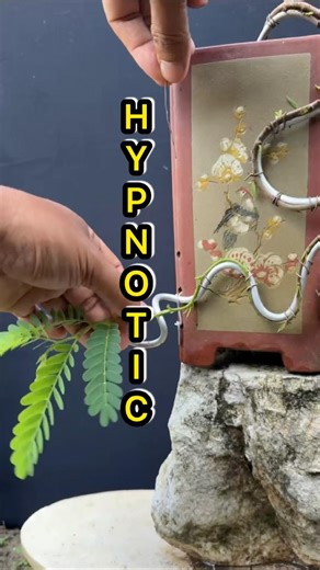 Amazing.., Tree Movements That Will Hypnotize You