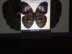 Closing to bumblebee alphabet phonics and fun