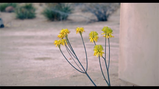 Some test footage from my first weekend with the DZO Film Pictor Zoom! I always like to take some time getting comfortable with new gear before throwing it into a shoot environment. It helps to know the capabilities and limitations! #filmtok #cinema #lens #joshuatree #dzo