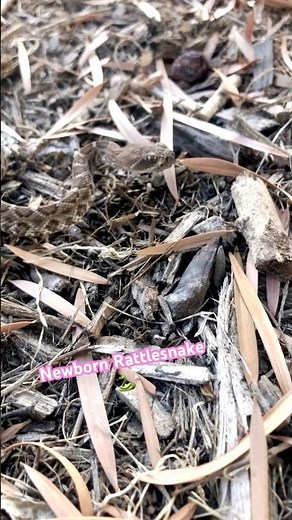 Ever see a newborn baby Rattlesnake up close 🐍