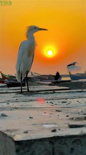 Seagulls at Sunset Up Close | Peaceful Beach Birds in Golden Hour (4K Relaxing Video)
