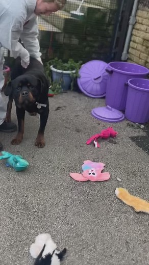 We’re so proud of Shylo, who has made an amazing recovery from TWO major surgeries whilst in our care. 🐾 He’s come on leaps and bounds since he first arrived in our care, scared and in pain 💔 To read his full story head to our website. We would be so grateful for any donations to support our vital rehabilitation work - thank you! 🙏 🔗 Link in our bio #rescuedog #rescuedogsofinstagram #rspcadog #rottweiler #rottylove #abandoned #entropionsurgery #appeal #rspca #halifax #huddersfield #bradford 