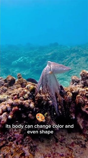 It disappears right in front of you… 🐙😳