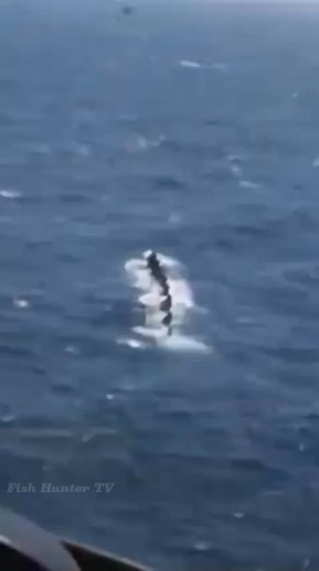 Experts Are Still Looking Into The Species Identification 😱 . . #seacreature #oceanlife #usa #marinelife #FishHunterTV | FishLife world TV