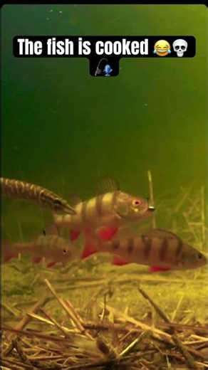 Bros hook set!!!😂🎣💀#bassfishing #fishing #shorts