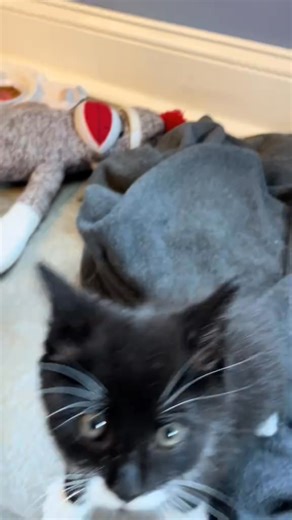 My tuxedo is a purring type of cat #tuxedokitten #tuxedocat #purr #purring | pinki the cat