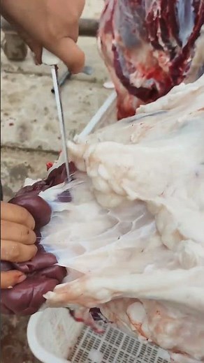 Dissection of bovine kidney anatomy: Complete dissection along the renal fascia space