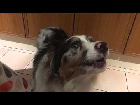 Australian Shepherd Howling