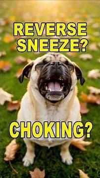 Why Does My Dog Make That Weird Honking Noise?