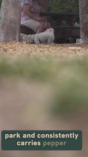 4.6K views · 30 reactions | 'Disturbing': Woman charged with pepper-spraying dogs at Cape Coral Park Cape Coral police say Charlene Tedesco sprayed multiple dogs from outside the fence at Rotary Park, leaving one dog "crying and yelping" #florida | Fox 4 | Facebook