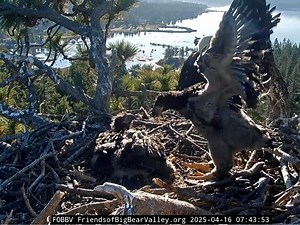 Learning To Fly:  Watch Big Bear Eaglets Test Their Wings