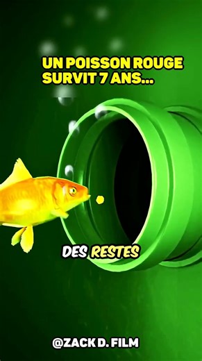 Un Poisson Rouge Survit 7 Ans Dans Un Aquarium À Filtration 😮