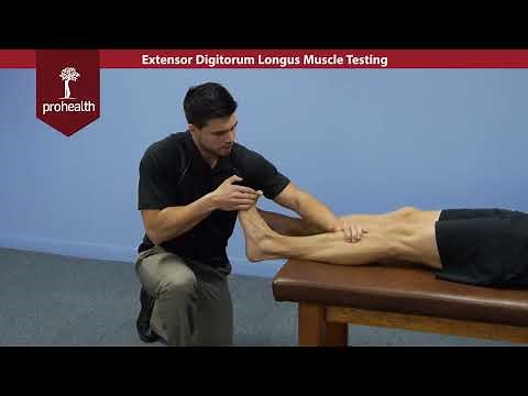 Extensor Digitorum Longus Muscle Test Palp Dr Vizniak Muscle Manual