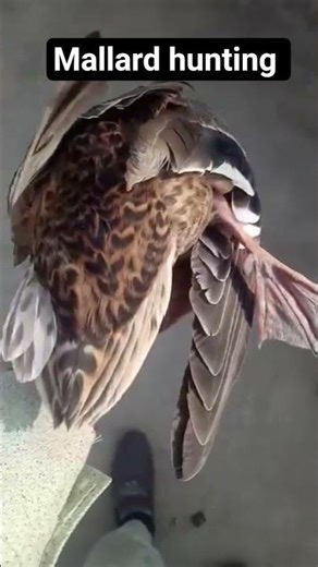 female Mallard duck hunting