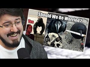 The Crows are Learning... [Casual Geographic]