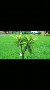 28K views · 1.3K reactions | Current view @ Salale University General Tadesse Biru Main Campus | Salale University /Official Page/ | Facebook