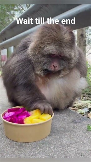 #funny animals #comedy short Animal Comedy You Can’t Stop Laughing 😂 #viralvideo