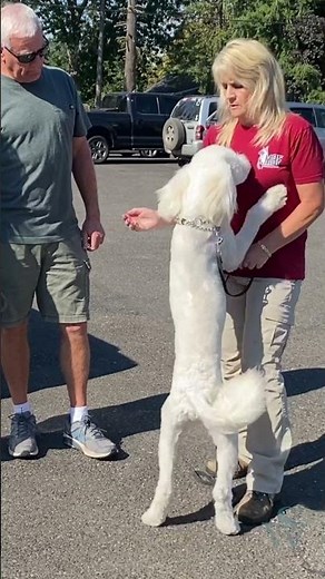 How to Stop a Dog from Jumping on People