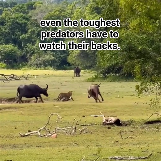 ​Never Underestimate the Power of a Buffalo! 🦬 #TheNatureStack ​#Wildlife #BuffaloPower #LeopardHunt