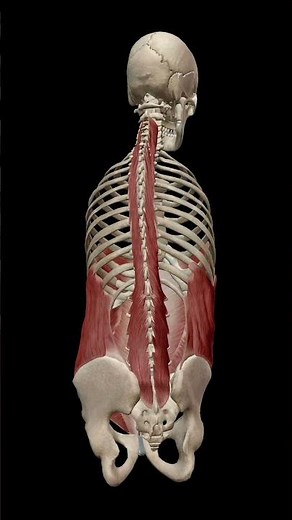 Thoracic rotation